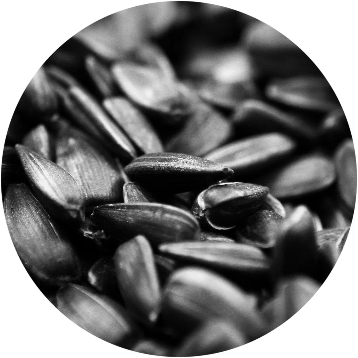 
100% natural Kazakhstan agriculture black sunflower seed kernel 