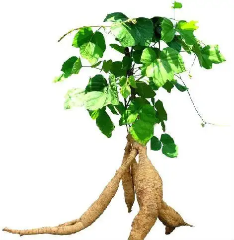 ARROWROOT POWDER/ MANIOC FLOUR FROM VIET NAM