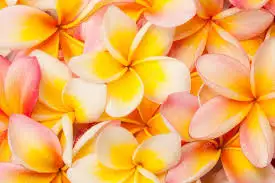 Frangipani Oil