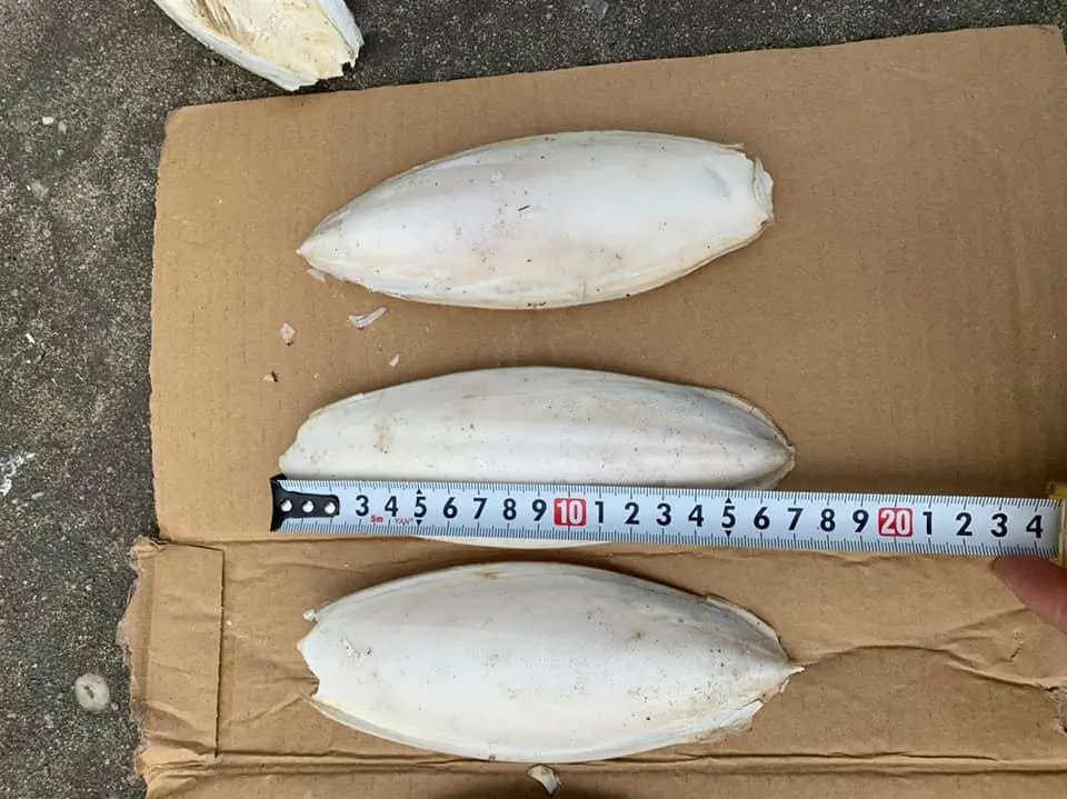 Лучшее качество кости для морской рыбы корма животных высокое 100% натуральная из Вьетнама сушеные косточки птиц