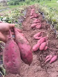 Оптовый продавец высококачественных деревенских картофельных изделий из Вьетнама номер один