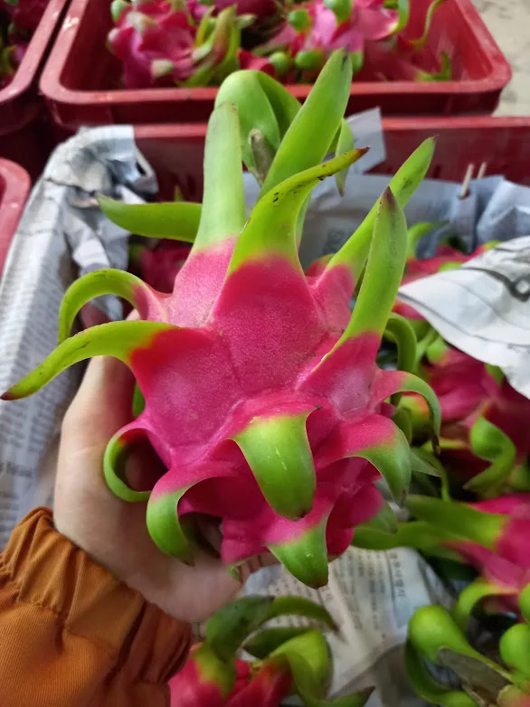 Свежий фрукт дракона из Вьетнама красный/белый высокое качество и быстрая доставка 0084947900124