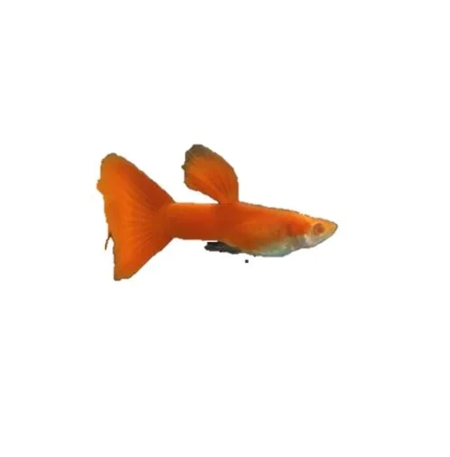 
ALBINO FULL RED GUPPY FISH - Multicolor Thailand Guppy Fish Premium Quality Ornamental Aquariums 
