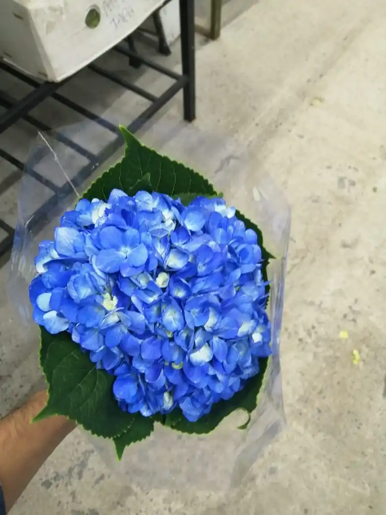 Super fresh cut ortenisa finest quality premium size (20/21) cm SCHOKING BLU fresh flowers hydrangea decorative flowers