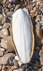 DRIED CUTTLEFISH BONE // EXPORTING CUTTLEFISH BONE FOR BIRDS - IVY +84 977157110