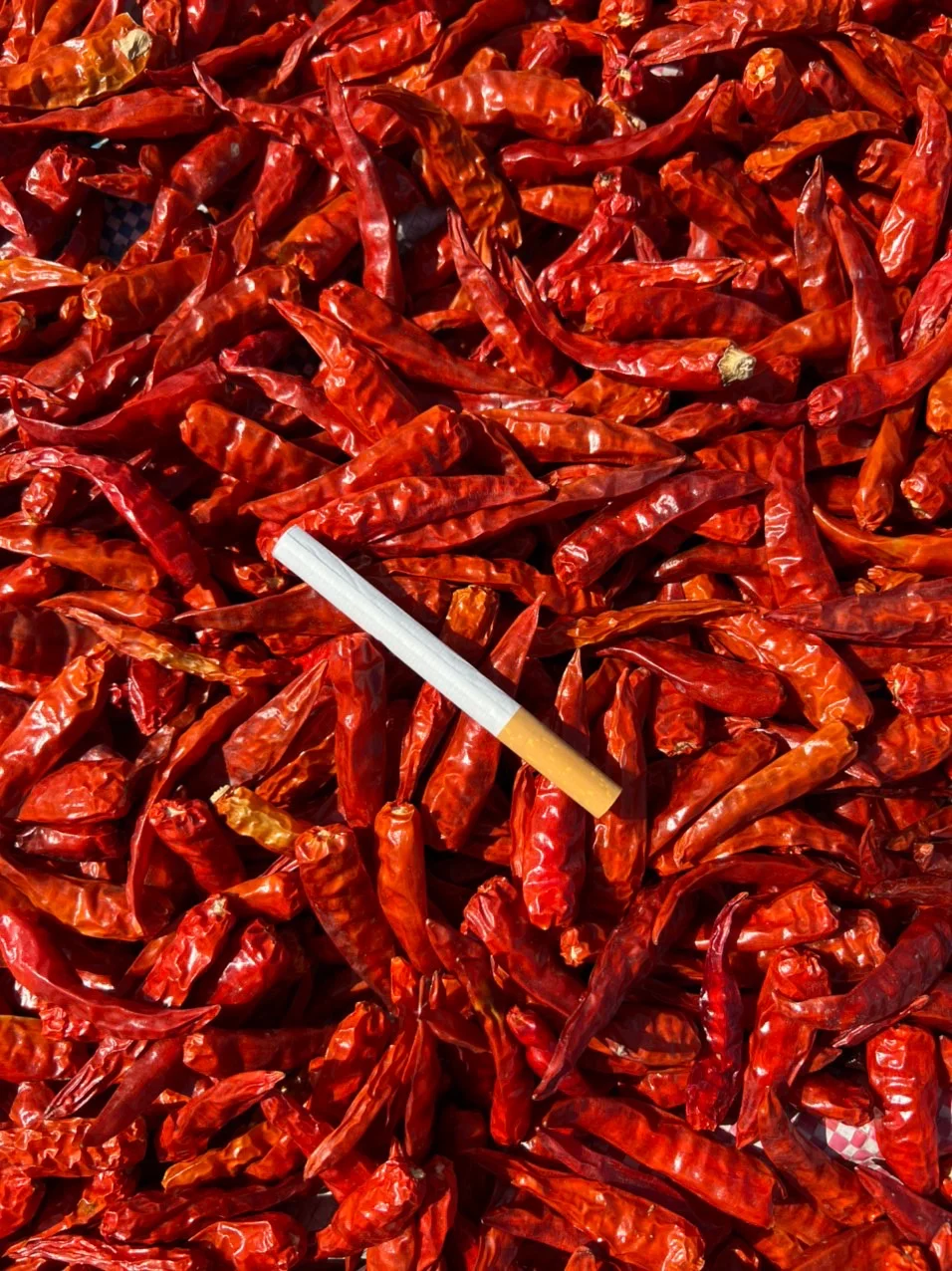 High Quality Red Dried Chilli for Seasoning Direct from Manufacturer Hot Selling Chillies Best Price without stem