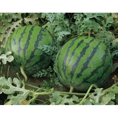 Fresh Watermelon Fresh Watermelon Fresh Water  Watermelon