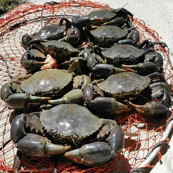 FROZEN MUD CRAB