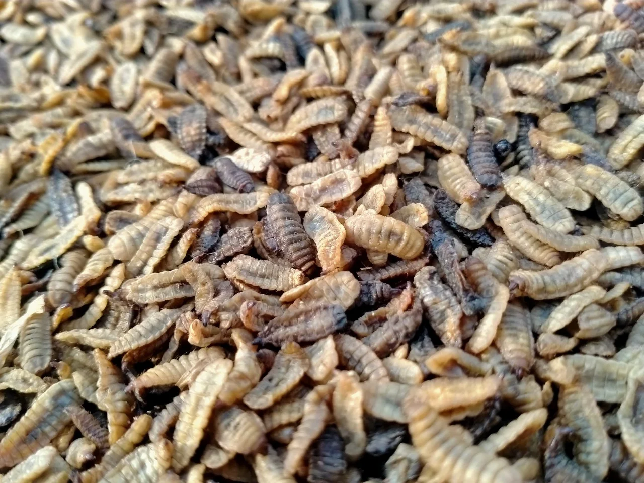 Оптовая продажа Вьетнам высокое качество сушеный черный солдат для корма/жасмин + 84 896679047