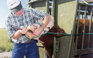 High Quality Bolus Gun Plastic 13 in Length for Small Animals Professional Bolus Balling Gun For Sheep Goat Veterinary