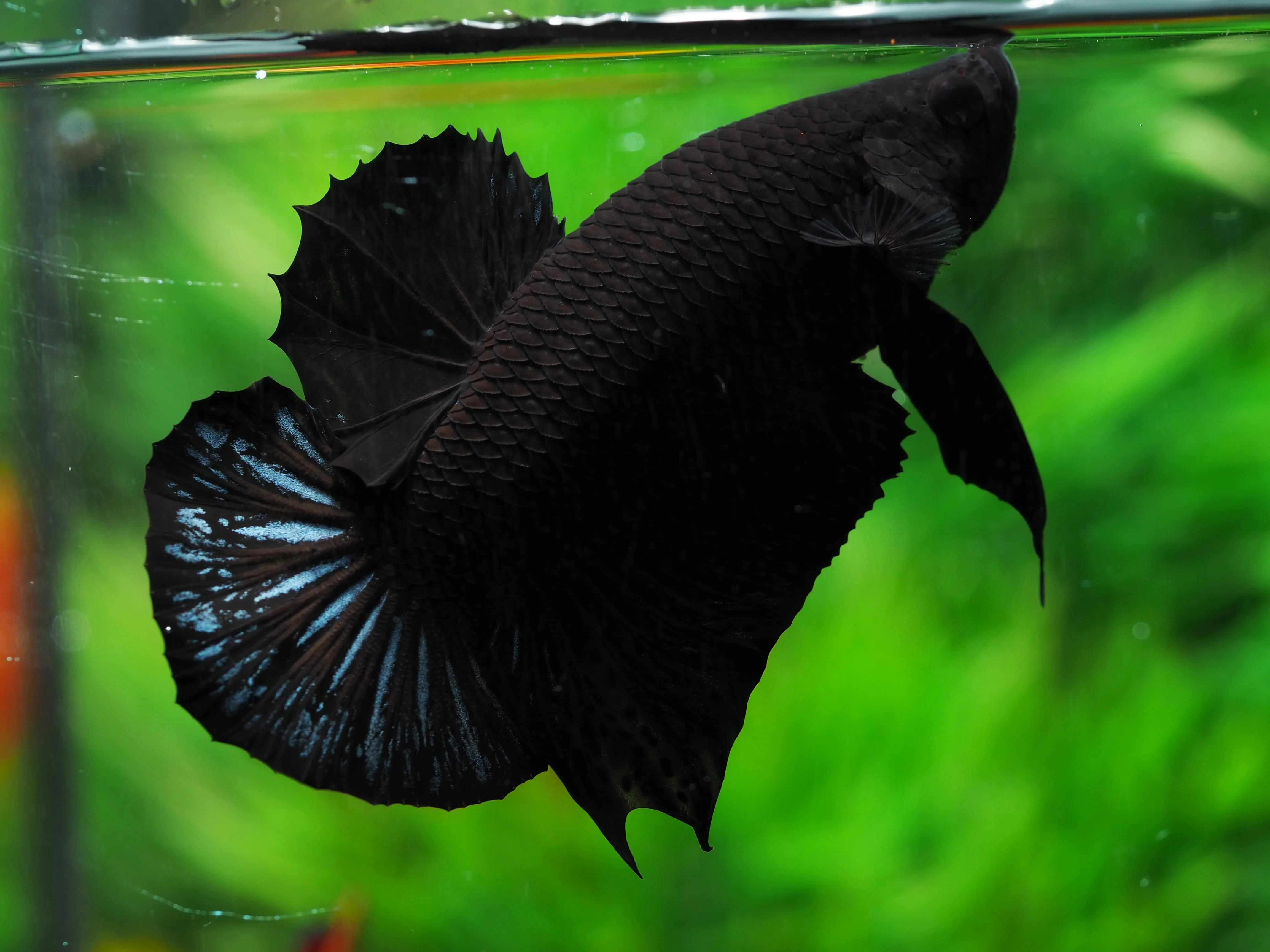 
SUPER BLACK HMPK BETTA - Multicolor Thailand Betta Fish Premium Quality Plakat Siamese Fighting Fish Ornamental Aquariums 