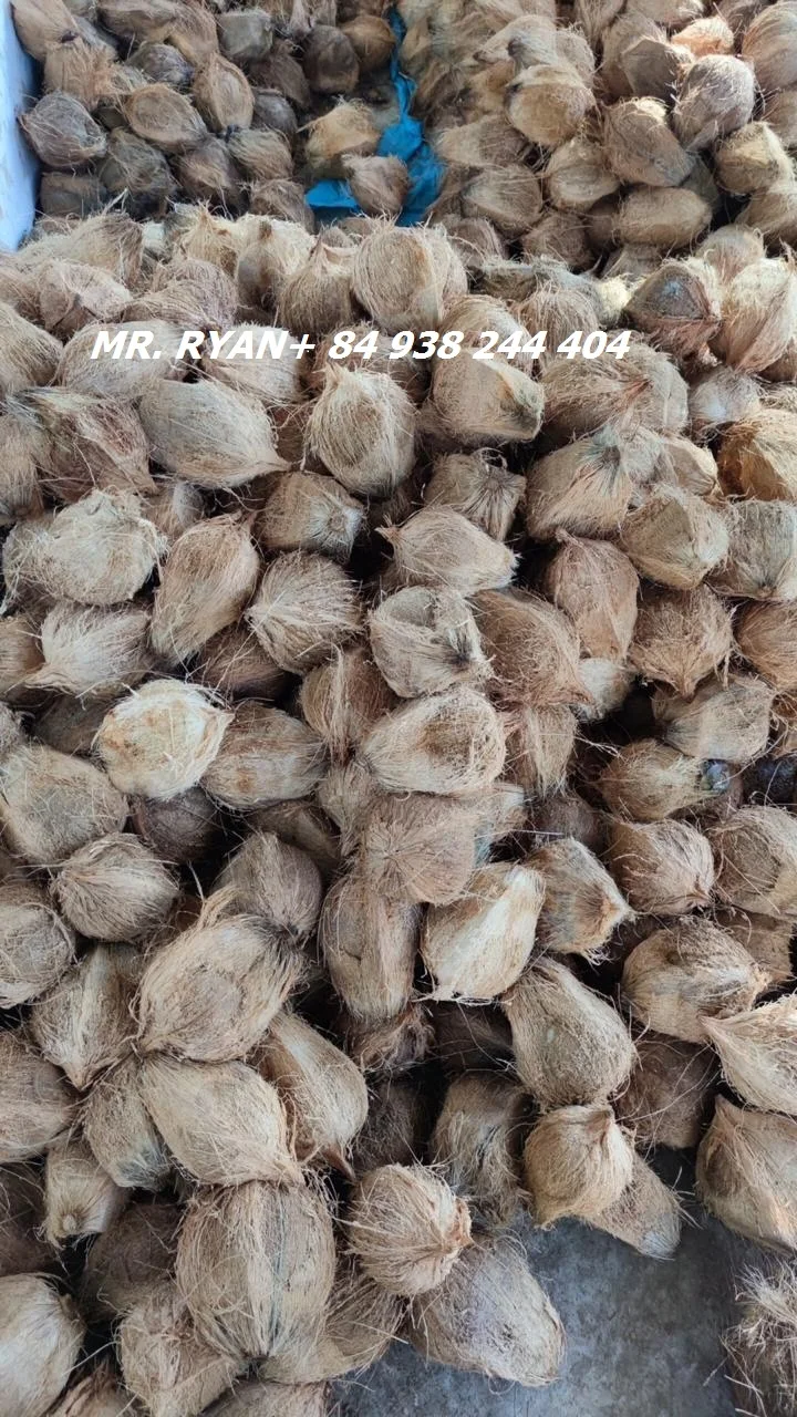 Vietnam dry coconut matured semi husked coconut hot sales