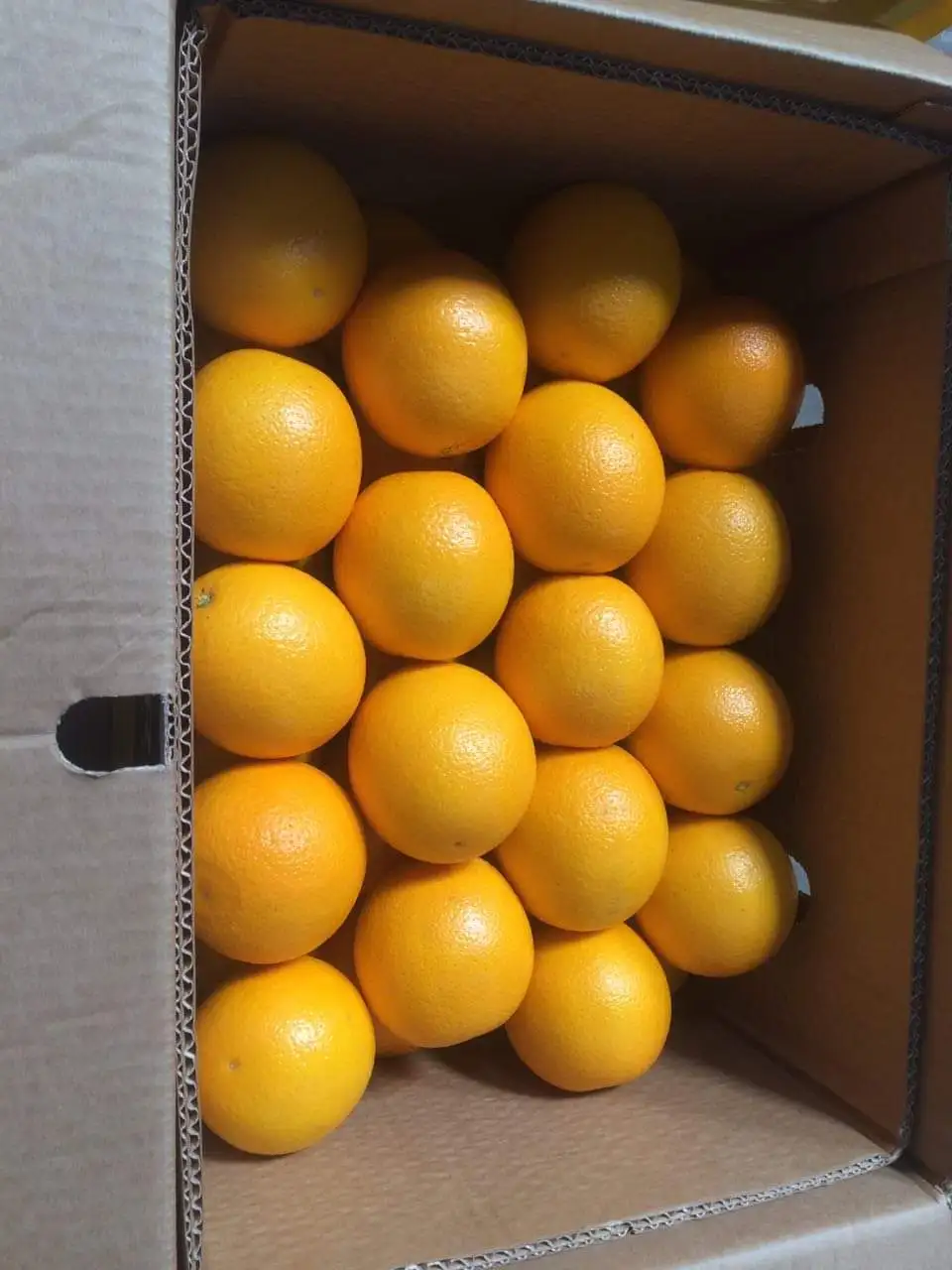 valencia orange malta 15kg egyptian premium quality class 1