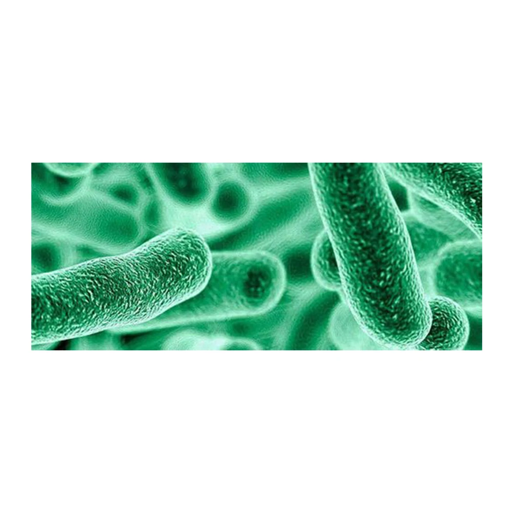 Пробиотики оптом, пробиотики Lactobacillus Brevis-Zealmax Biopharma