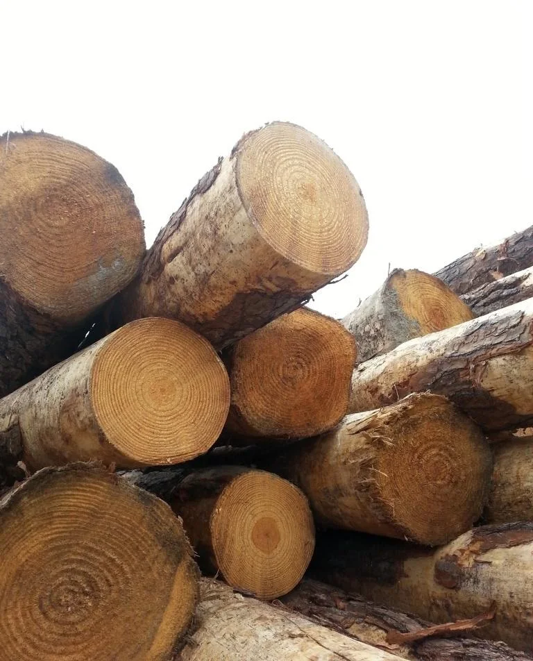 Южная Желтая Сосна диаметр 20 + см