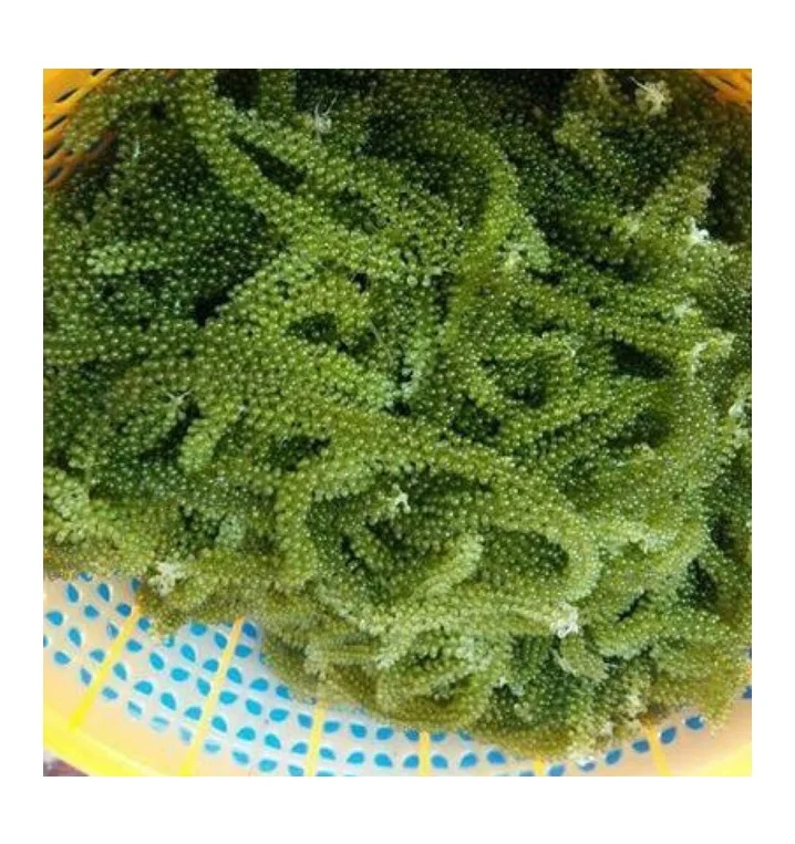 
SEAGRAPE / LATOK / GREEN CAVIAR with High Quality 