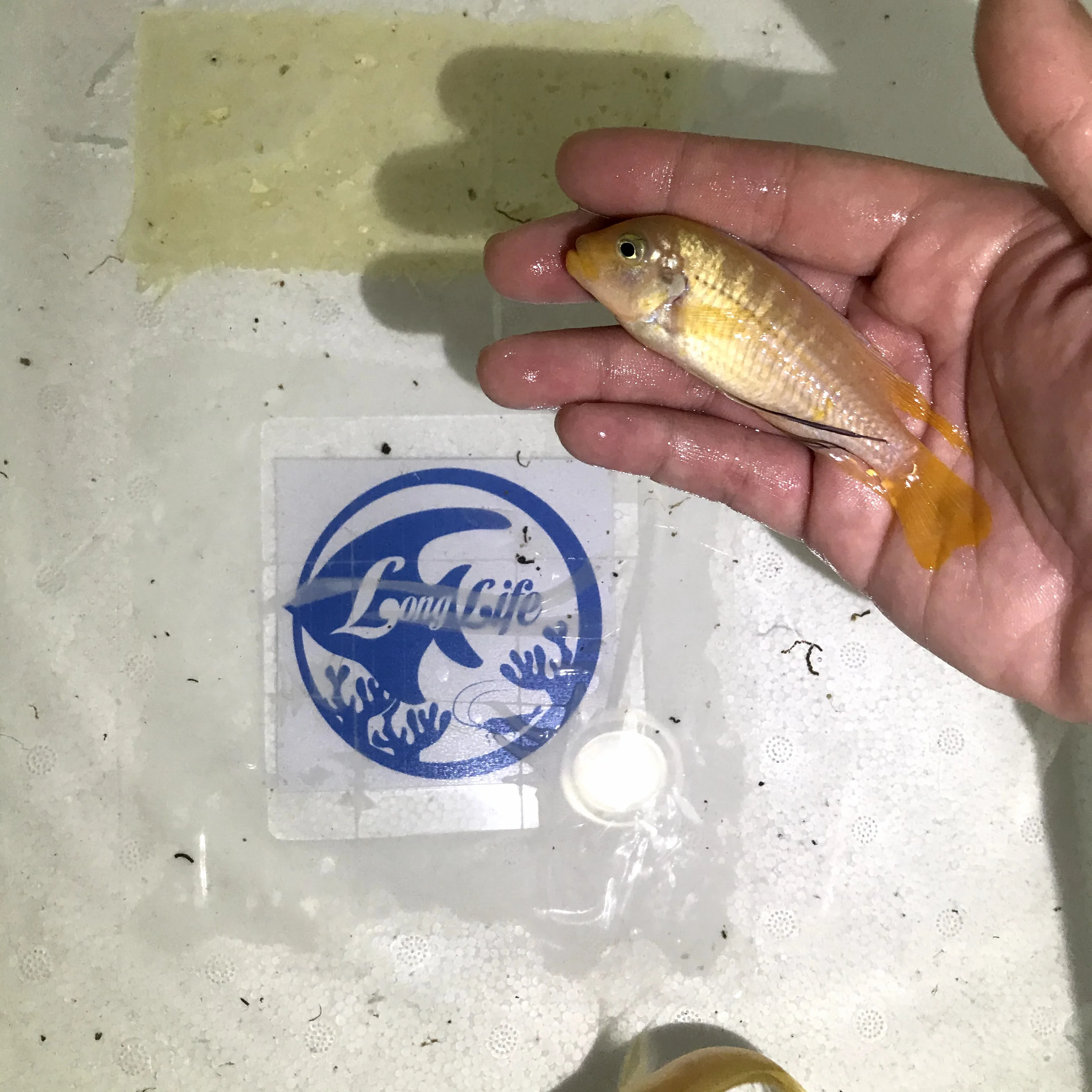 
Farm bred Pseudotropheus sp. kingsizei (Lupingu) African Malawi Cichlids For sale 