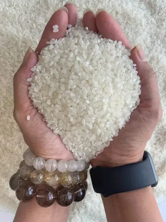 Orsafarm Specialty Japanese Japonica Seed Rice (5kg) Round Rice High Protein Japonica Rice Short Grain for Sushi