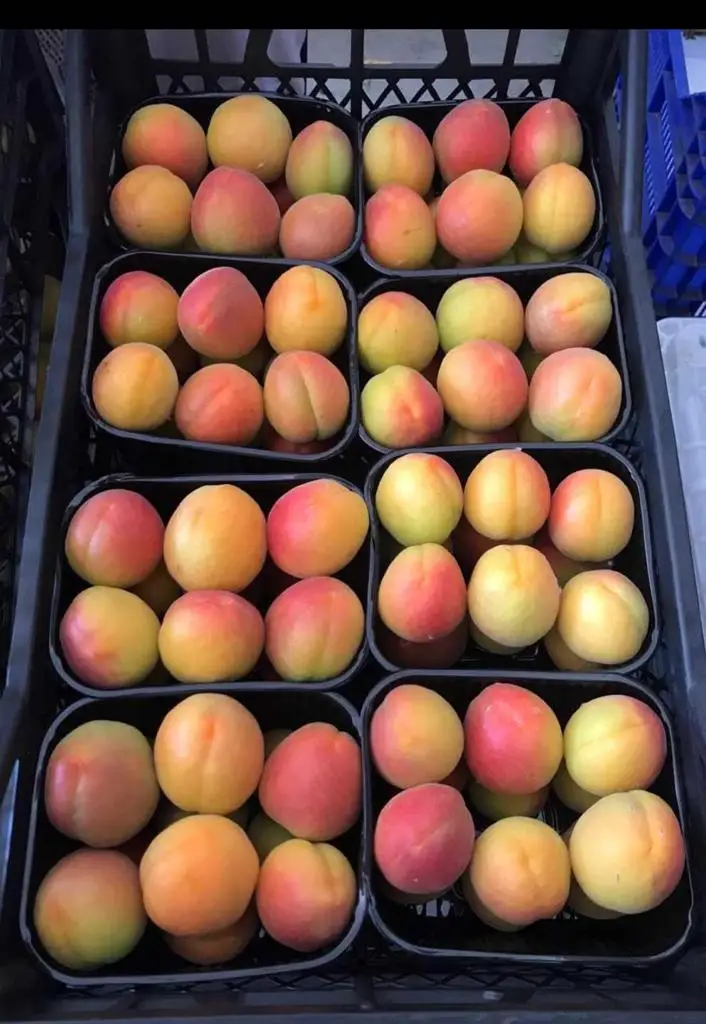 
HIGH QUALITY - FRESH APRICOTS - FROM TURKEY 