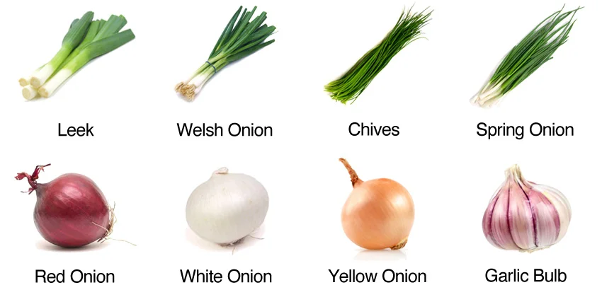 Scallions Vegetables/ Green Onion/ Leeks/