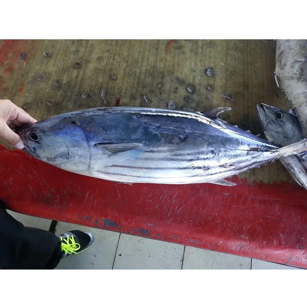 Low Sodium Low Salt Frozen skipjack Tuna whole round With Weight 300g to 3.5kg