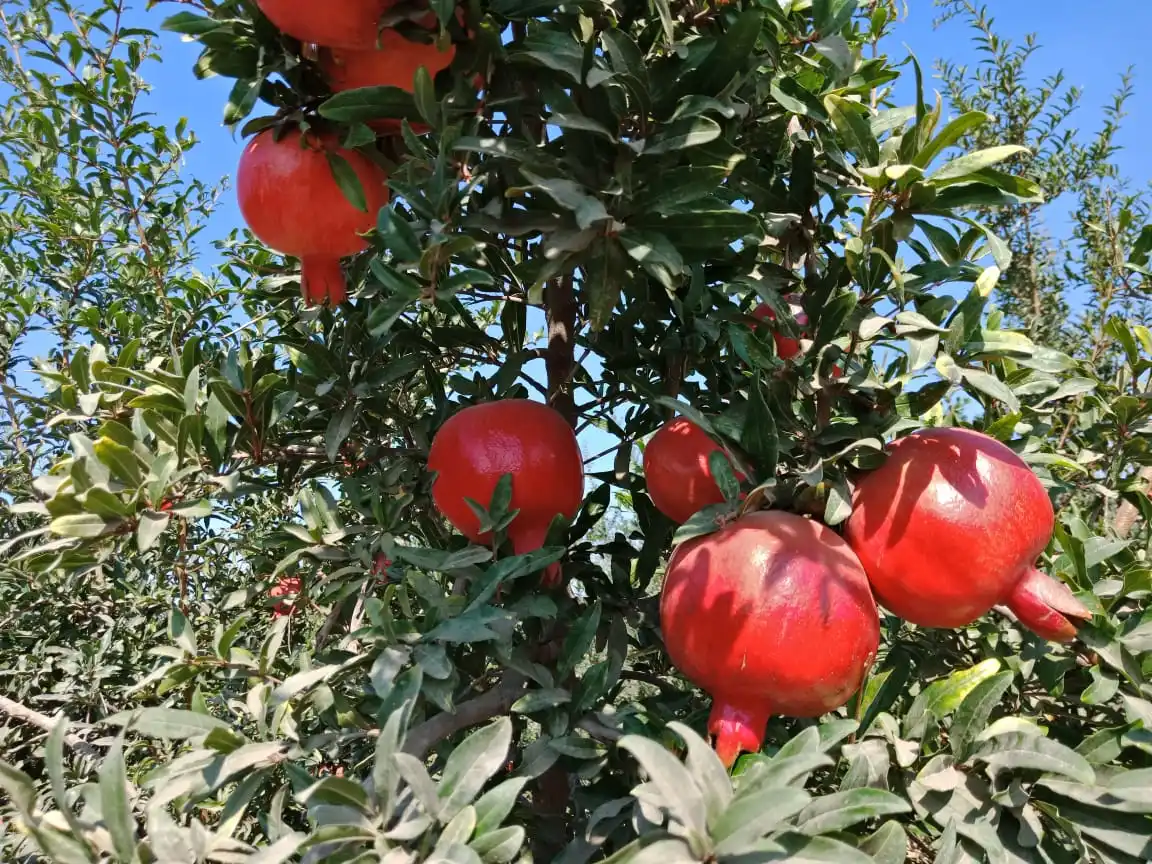 Свежий гранат Hicaz