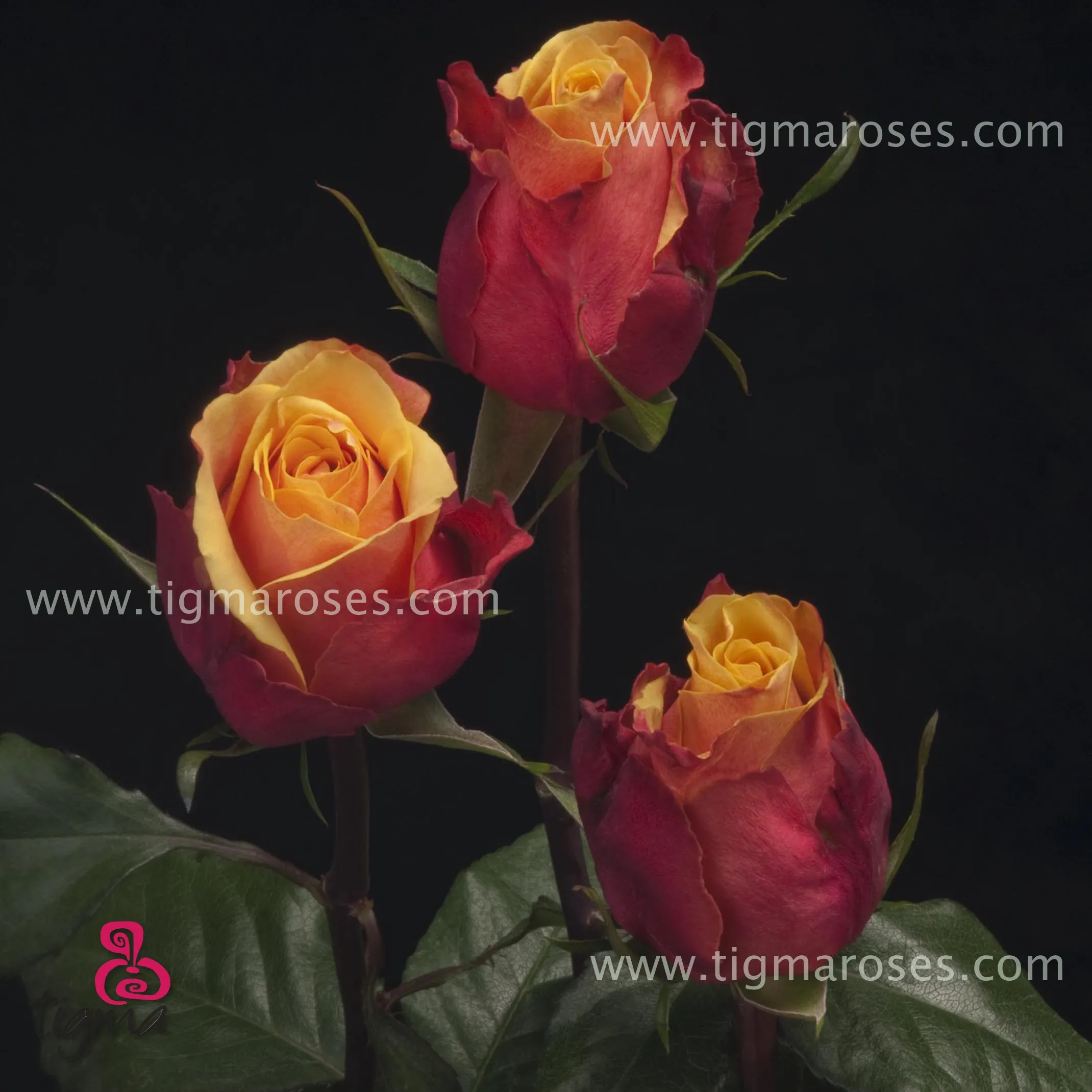 Эквадорская Роза вишневого бренди, свежий натуральный цветок, вырезанная Роза с длинным стержнем для оптовой продажи, свадебная тигма розовая фиолетовая черная желтая