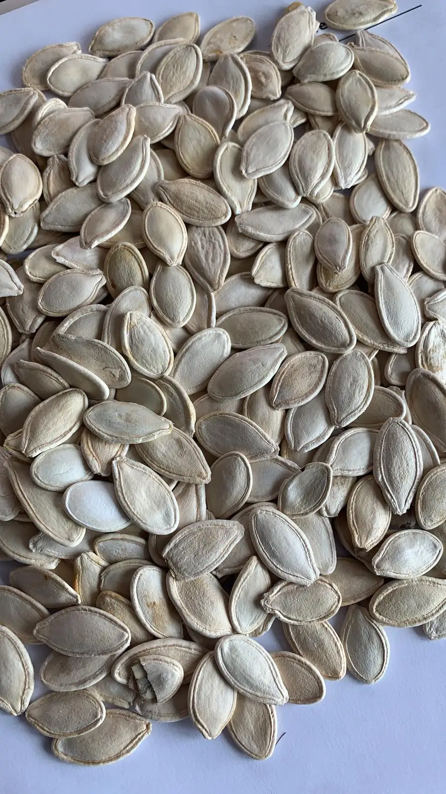 Price Export Pumpkin Seeds Shine skin New Crop Raw Natural Snack Packaging Wholesale Import Nuts New Crop Top Grade Raw