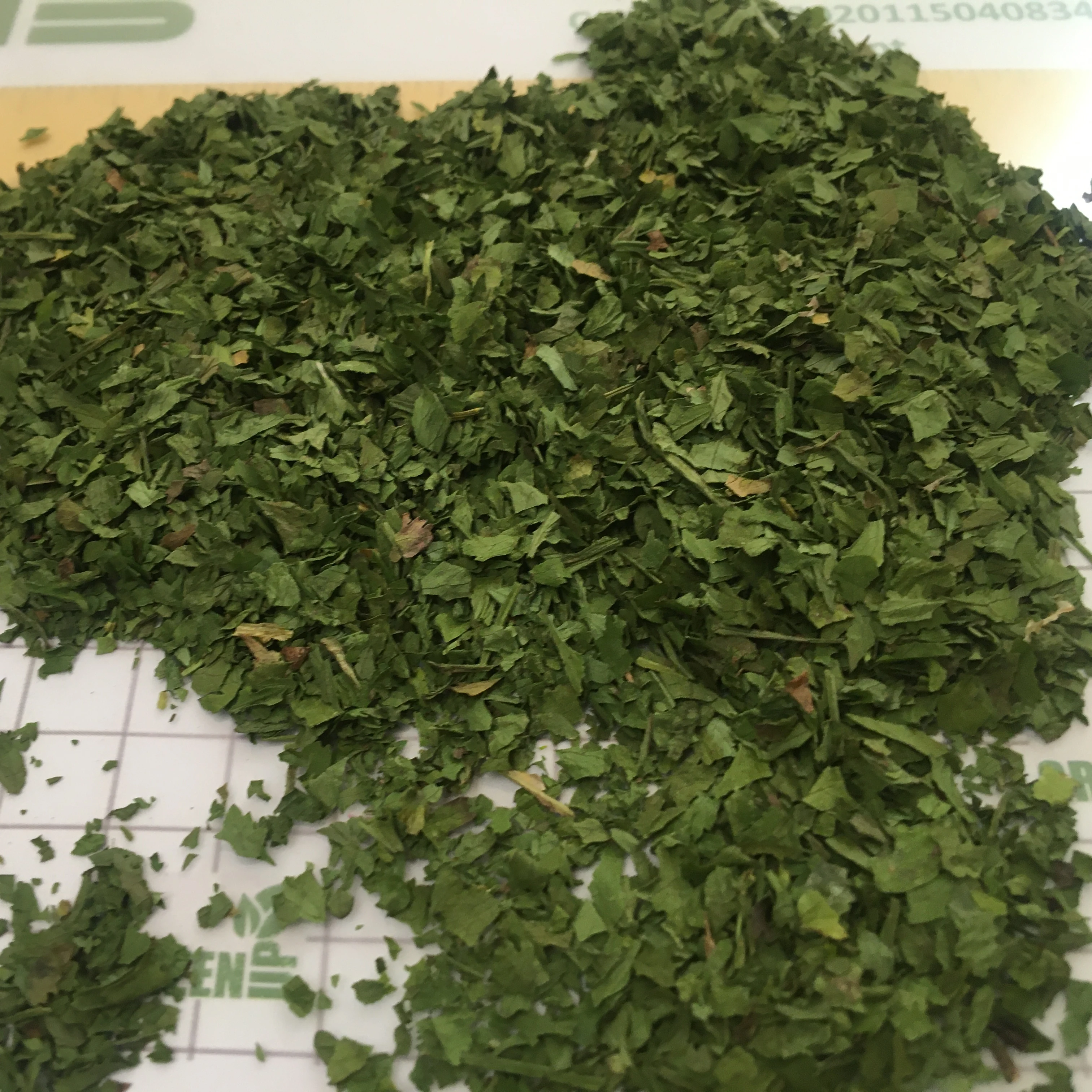 cilantro  leaves green color no ash content no admixture no black leaves  no impurities  Coriandrum   fresh crops coriander