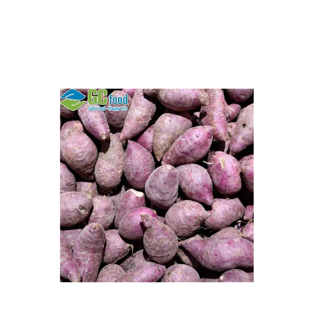 (GC Food) сладкий картофель (фиолетовый) Свежий Урожай 100% зрелой органический из натуральных овощей сделано в вьетнаме