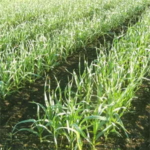 wholesale imported 4p 6p pure SPRING WHITE GARLIC FROM SPAIN. red garlic in bulk 10kg mesh bag