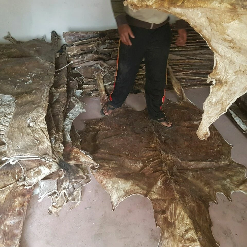 
Top Quality Wet Salted & Dry salted Donkey Hides and Cow Hides, cattle Hides, animal skin, Goats, Horses 