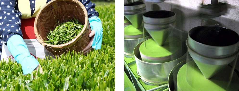 
FUJI 1st, Japanese Organic Matcha made in Shizuoka, Kantou 