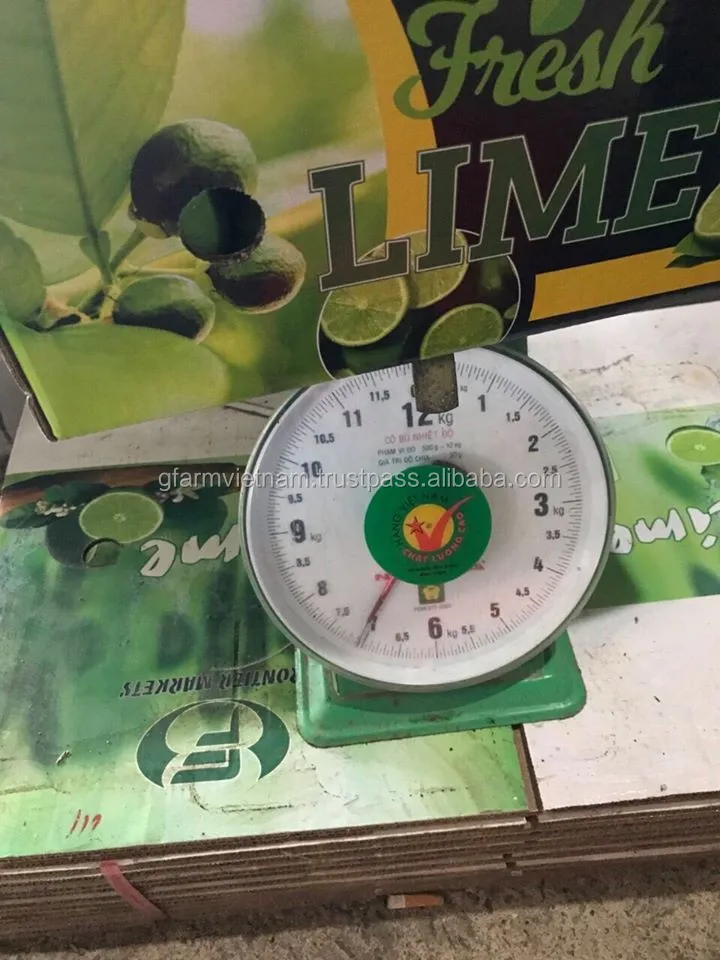 
Export good quality fresh green lime cheap price 