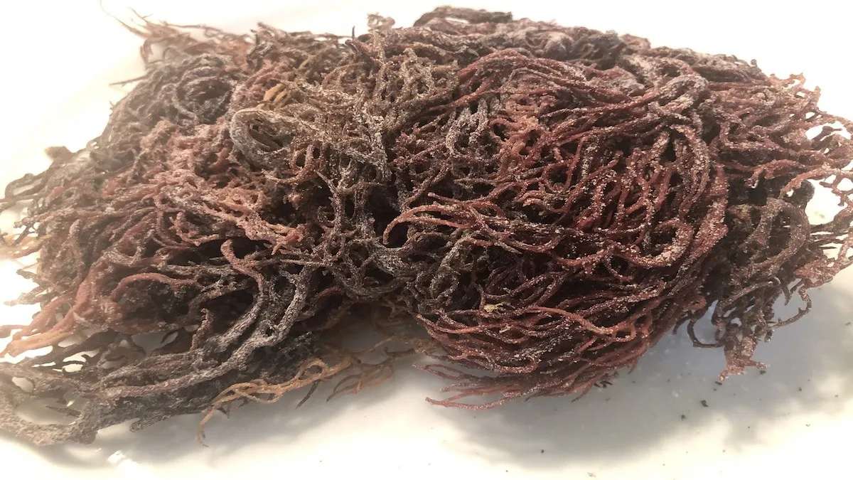 Фиолетовые морские моссы IRISHMOSS с 100% фиолетовыми морскими моссами/ирландский морской мох из Вьетнама.