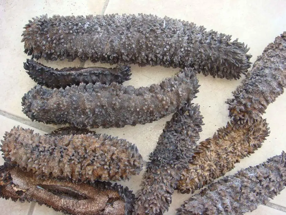 Dried Sea Cucumber / Jolie +84 797228747