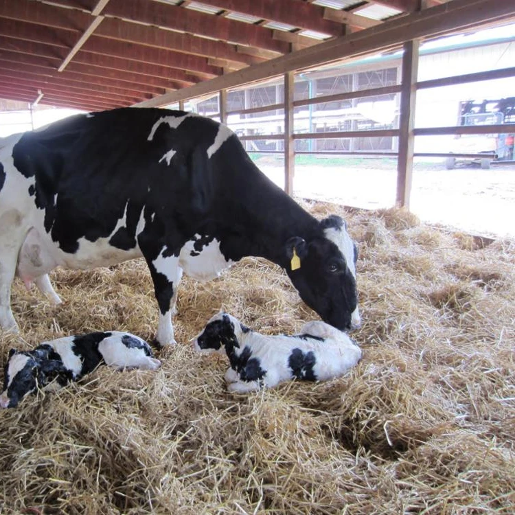 Holstein Heifers cows4.jpg