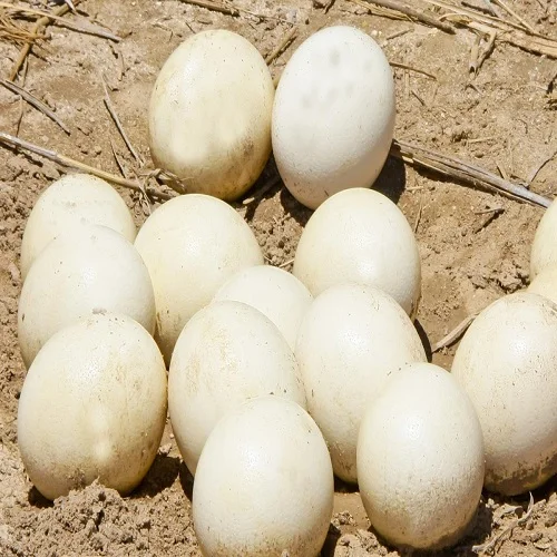 Ostrich Chicks Hatching Eggs for