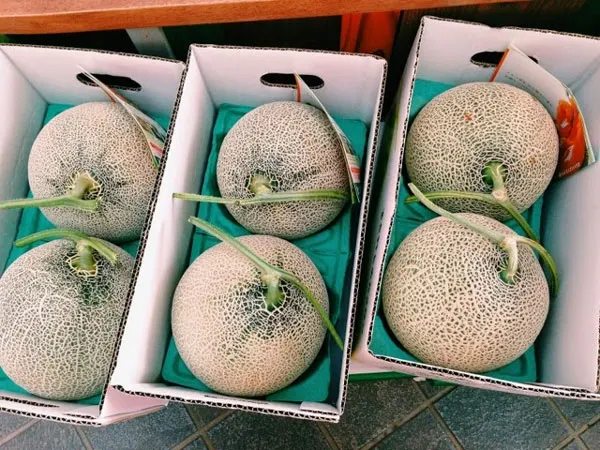 Новейшая свежая желтая Дыня короля канталупа для вашего здоровья и красоты мисс Кэти