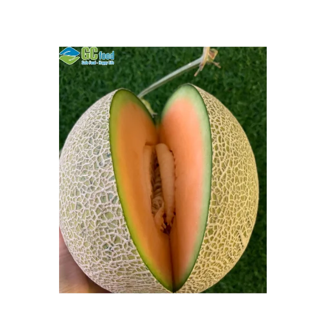 Sweet Taste Cantaloupe melon fruit - Cantaloupe seed  with best price  from GC Food Company