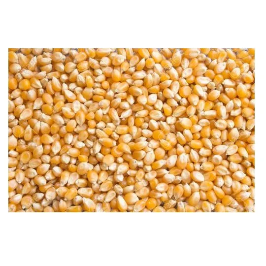 100% Organic Broken Yellow Maize Rich in High Quality Organic dried yellow corn from India
