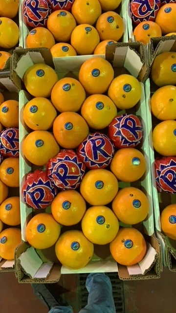 Wholesale fruit Sicily fresh ORANGE NAVEL TAROCCO RED VALENCIA NOVA NAVELINA MORO ARANCIA ROSSA di SICILIA