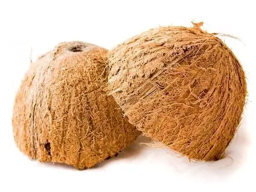 Raw Coconut With Best Quality/Cheap Raw Coconut Shells for making charcoal from Vietnam