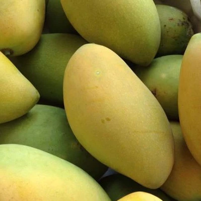 
High quality fruit mango importers at good price for sale 