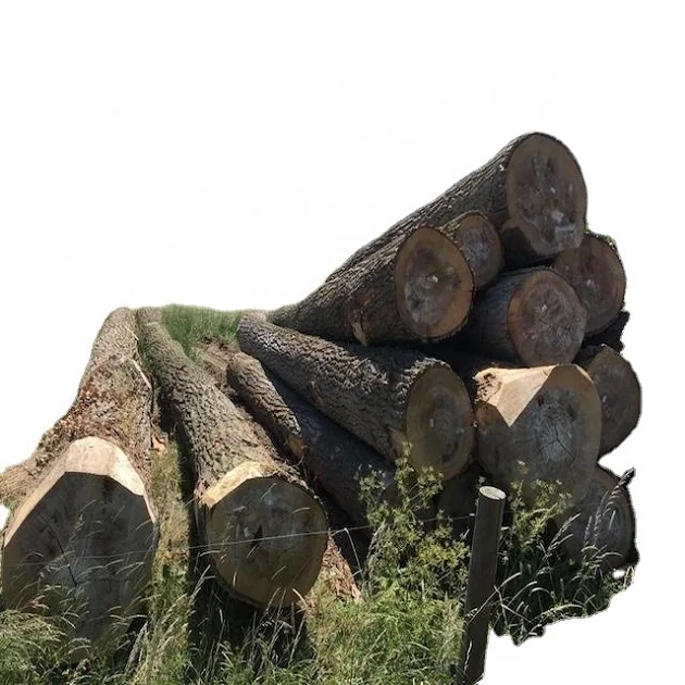 Древесина из сосны ели березы дуба ясеня/Древесина и эвкалипт древесные бревна/НЕОБРАБОТАННАЯ древесина