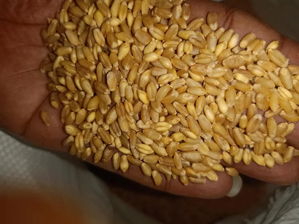 Wheat Grain 13.jpg