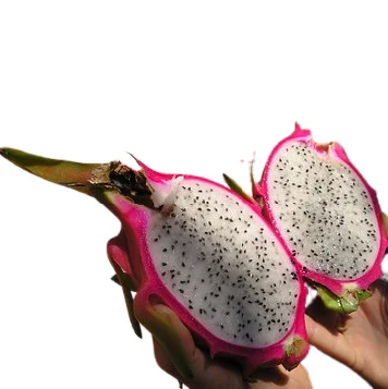 Свежий дракон красный и белый плод фрукты Высокое качество конкурентоспособная цена на экспорт 2021/100 Новый Супер вкусный вкус