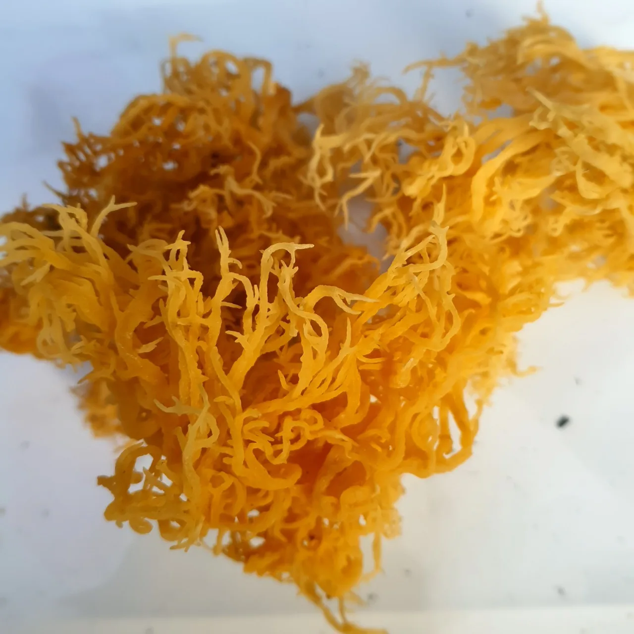  100% натуральный морской Мох/IRISHMOSS/из Вьетнама/Лучшая цена и качество/мисс Триш + 84984696874 (WHATSAPP)