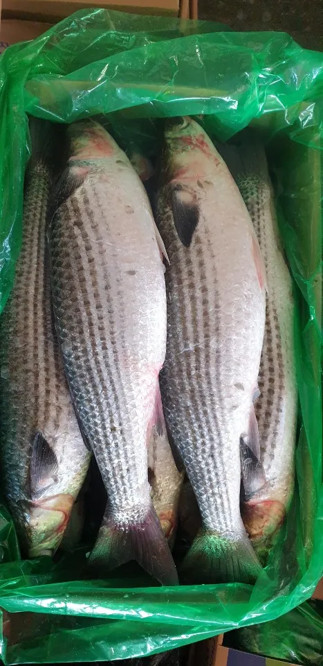 FROZEN GREY MULLET ( MUGIL CEPHALUS ) SEA FISH EXPORTERS SUPPLIERS TRADERS OF INDIA WITH BULK ORDER QUANTITY