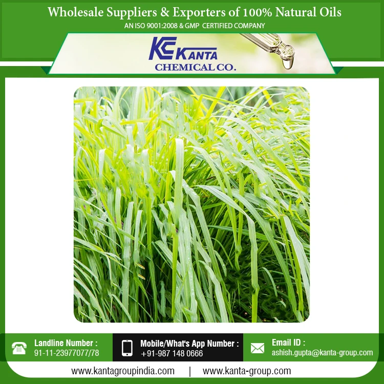 
Bulk Exporter Vetiver Grass Oil Aromatherapy Natural Grass Essential Vetiver Oil 